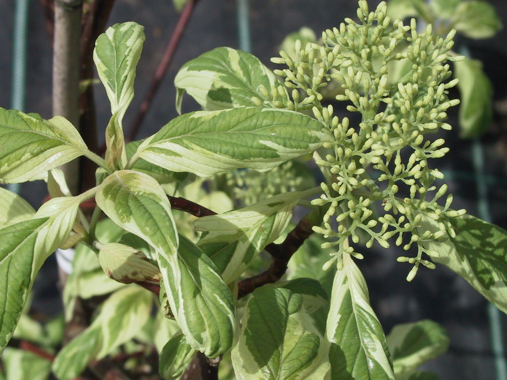 Cornus controversa Variegata - junges Laub.jpg